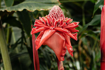 Red Torch Ginger Seeds - Tropical Ornamental