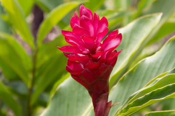 Red Torch Ginger Seeds - Tropical Ornamental
