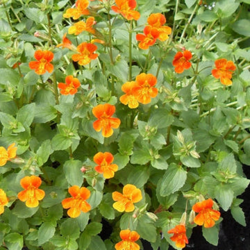 Creeping Thyme Seeds – Orange