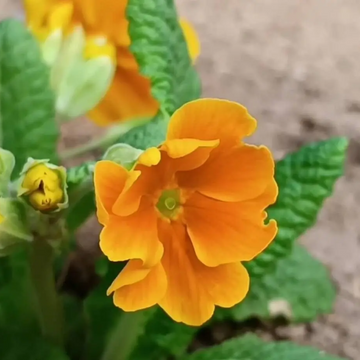 Primula Seeds - Polyantha, Spring Bloom