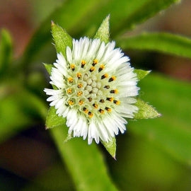 Bhringraj Seeds