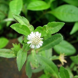 Bhringraj Seeds