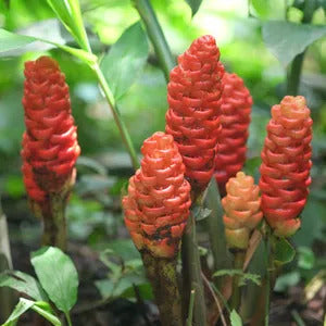 Ginger Seeds – Perennial