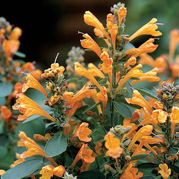 Agastache Hyssop Seeds – Orange