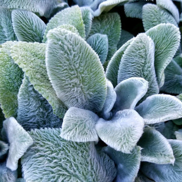 Lamb’s Ears Seeds – Silver Foliage