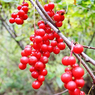 Schisandra Seeds – Wu-Wei-Zi