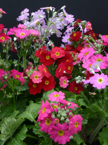 Primula Malacoides Seeds -  Annual