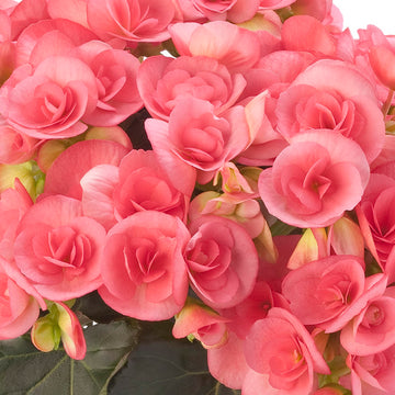 Begonia Seeds – Pink Rieger