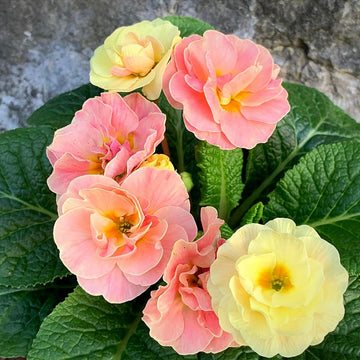 Primula Seeds - Polyantha, Spring Bloom