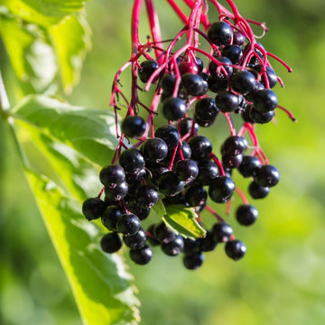 Elderberry Seeds – Black
