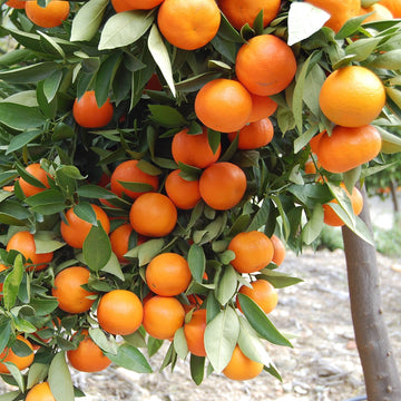 Orange Tree Seeds