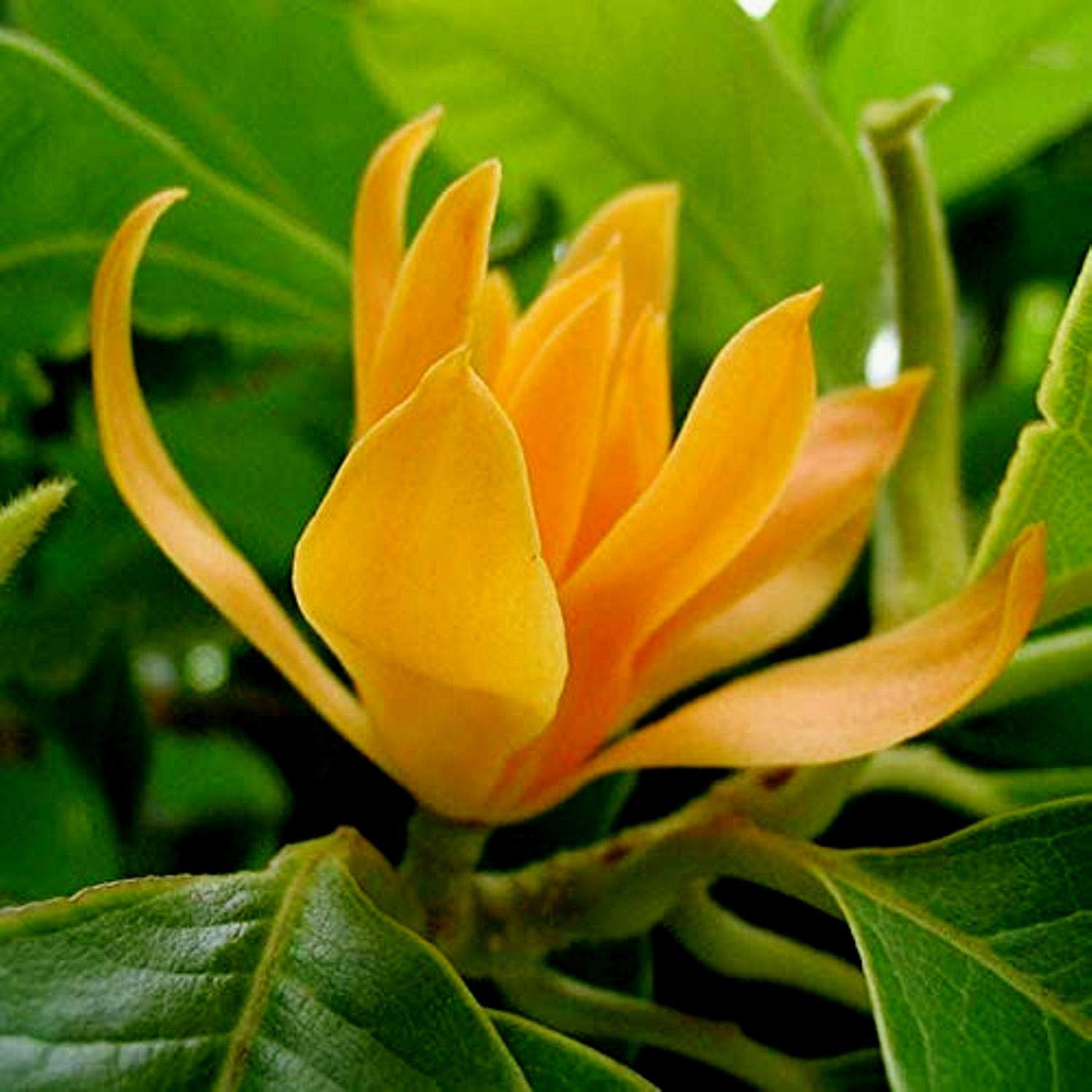 Magnolia Seeds – Champaca