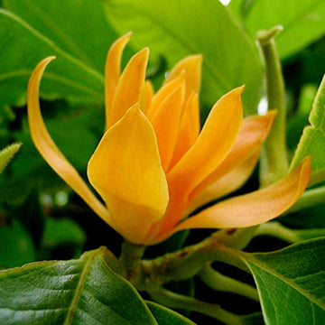 Magnolia Seeds – Champaca