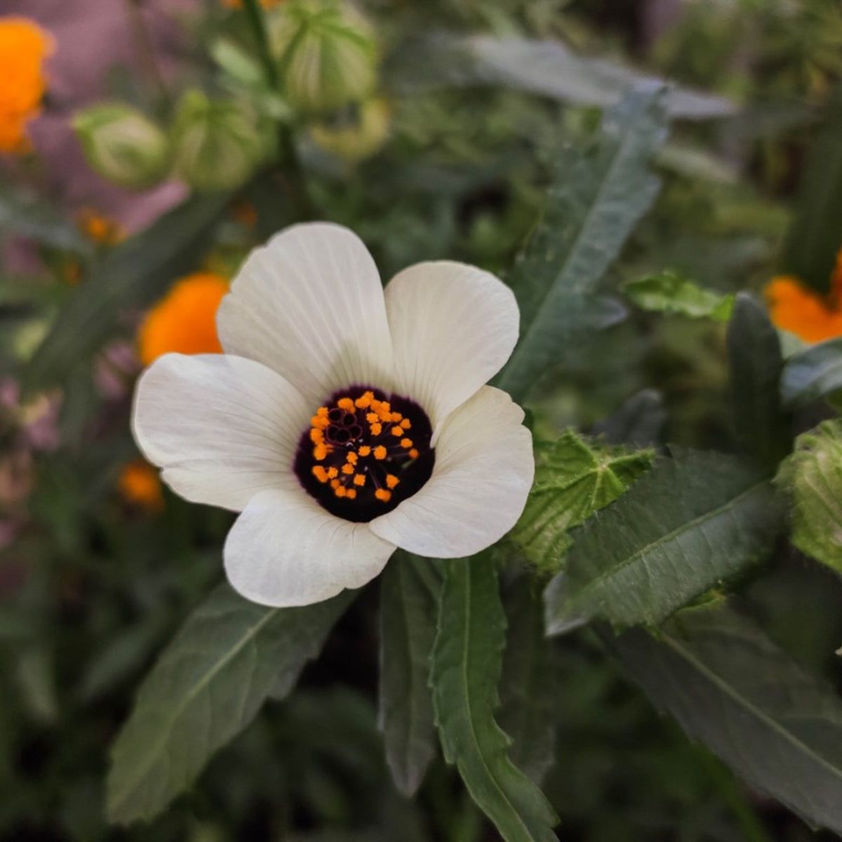 Hibiscus Trionum Seeds –  Garden