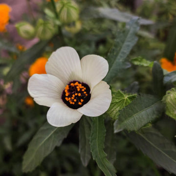 Hibiscus Trionum Seeds –  Garden