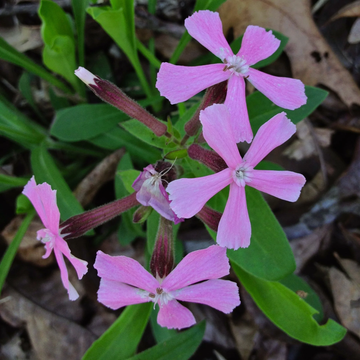 Silene Caroliniana Seeds – Wild Pink Perennial