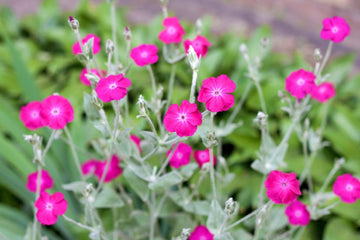 Rose Campion Seeds