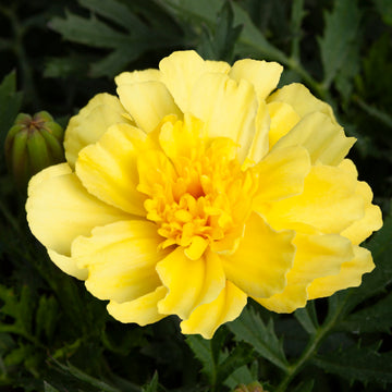 Marigold Seeds – Vanilla Cream
