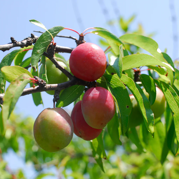 Plum Seeds – Chickasaw