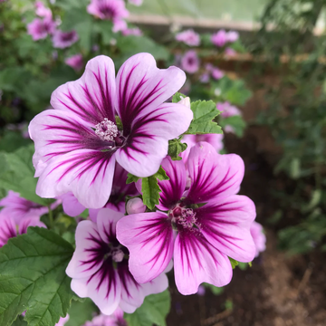 Mallow Seeds – Zebra