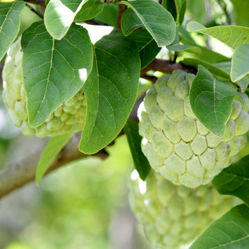 Custard Apple Seeds – Jamaican