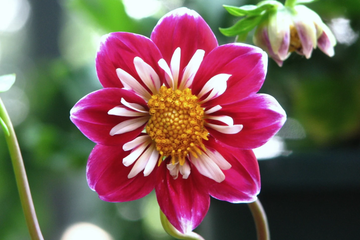 Dahlia Seeds – Collarette