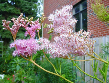 Queen of the Prairie Seeds – Perennial
