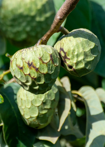 Cherimoya Seeds – Tropical
