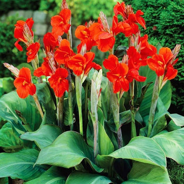 Canna Lily Seeds – Tropical Perennial