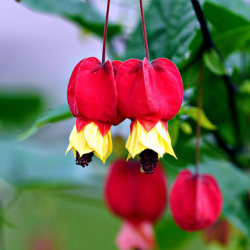 Abutilon Seeds – Trailing