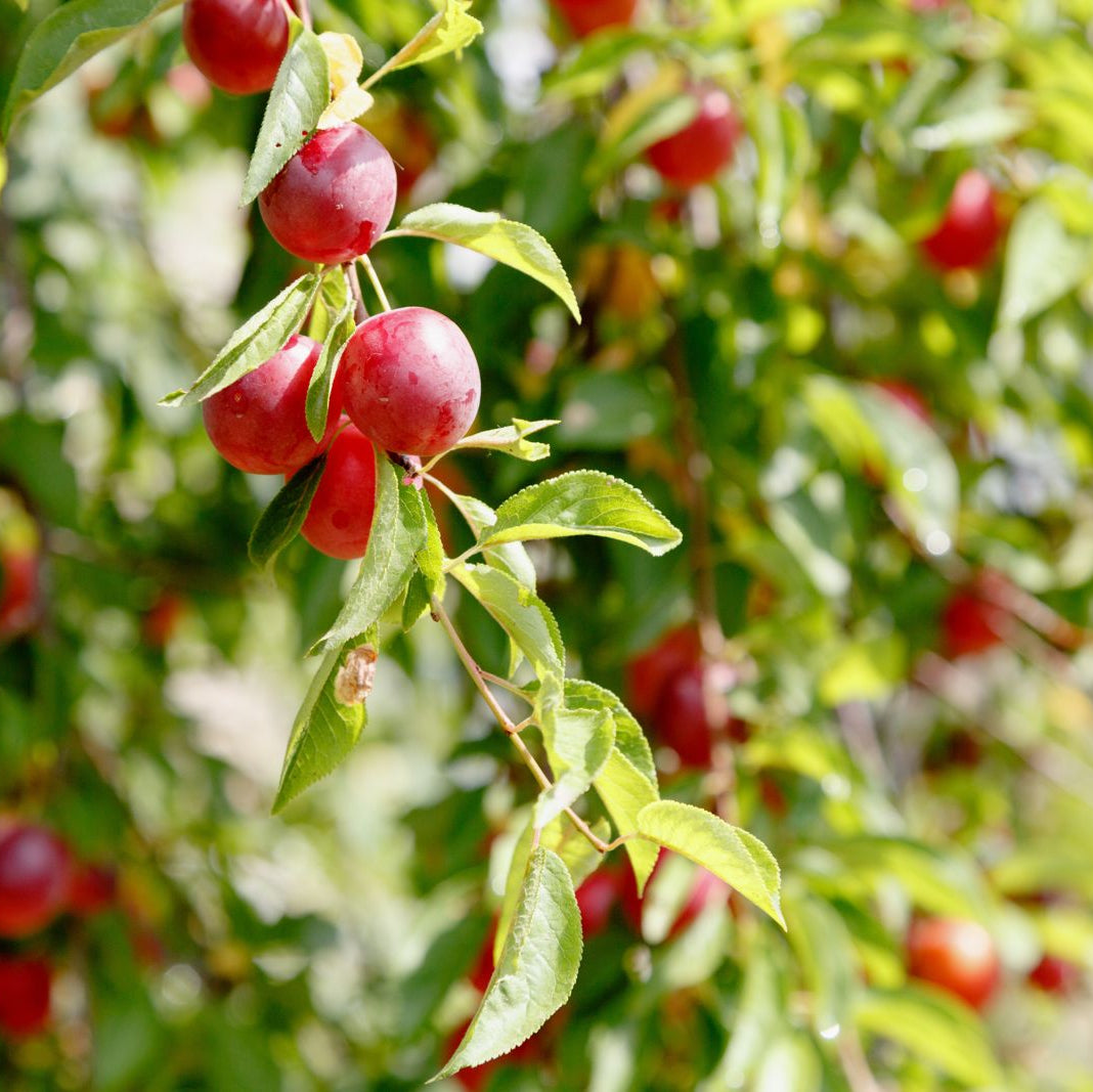 Prunus Cerasifera Seeds