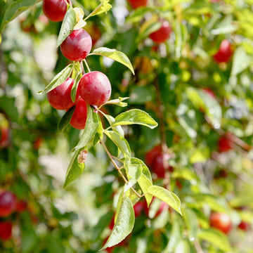 Prunus Cerasifera Seeds
