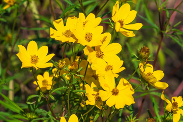 Marigold Seeds – Swamp
