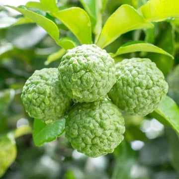 Lime Seeds – Kaffir