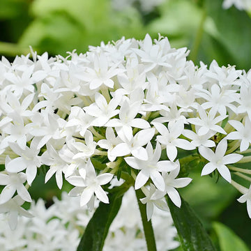 Egyptian Star Cluster Seeds – Mixed Colors