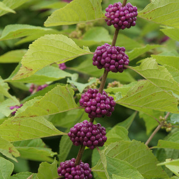 Callicarpa Seeds – Americana
