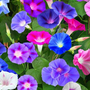 Morning Glory Seeds – Blue Star