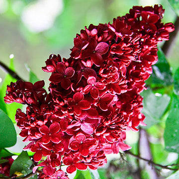 Lilac Seeds – Red Syringa Vulgaris