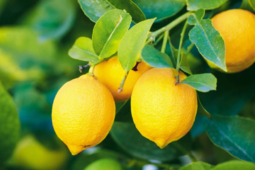 Lemon Seeds – Standard