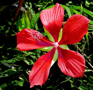 Hibiscus Seeds – Texas Star