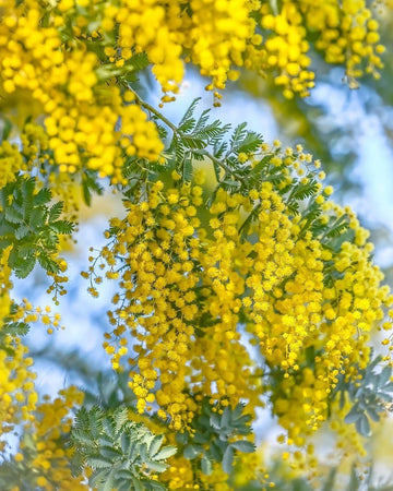 Golden Mimosa Seeds – Perennial Ornamental Blooms