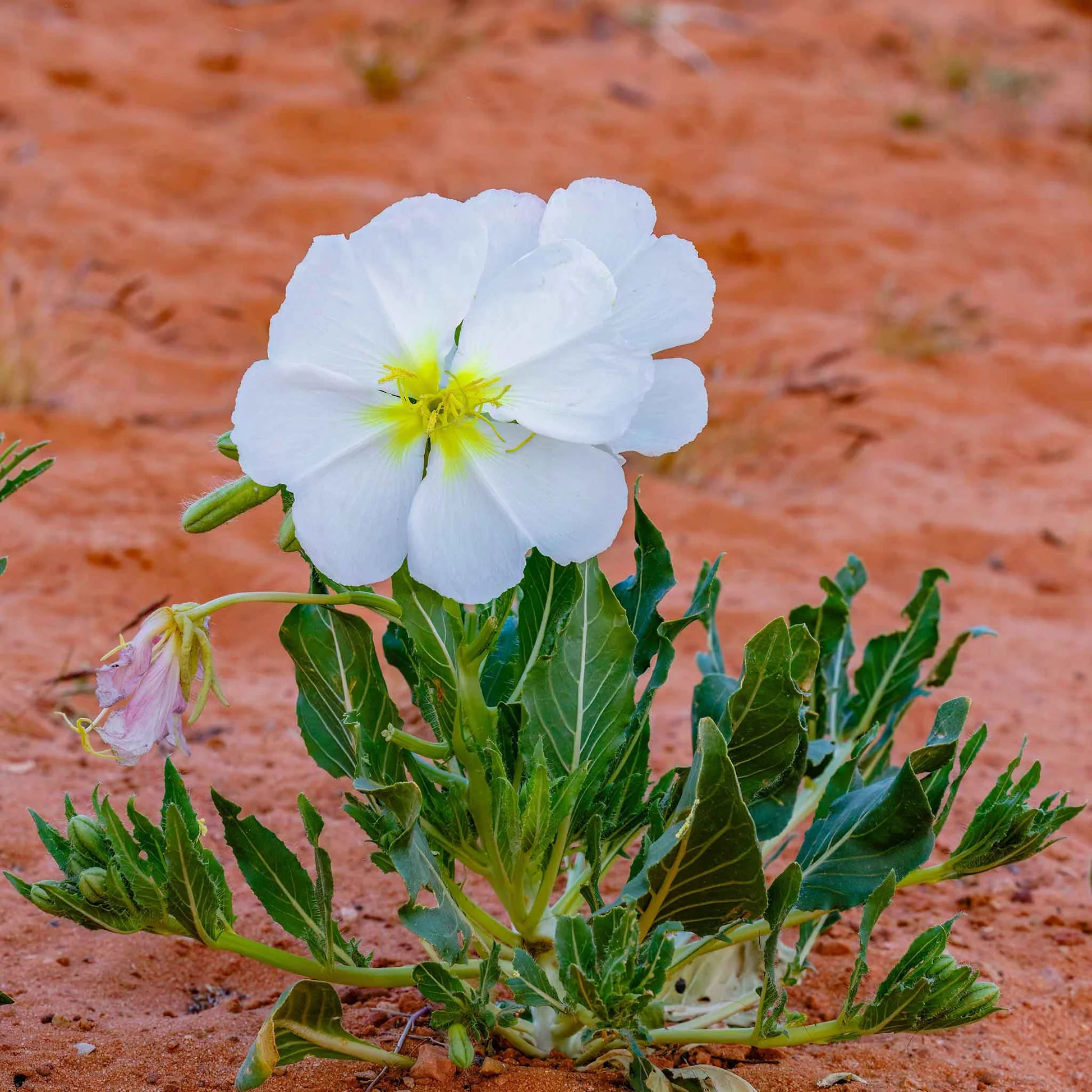 Primrose Seeds – Pale Evening