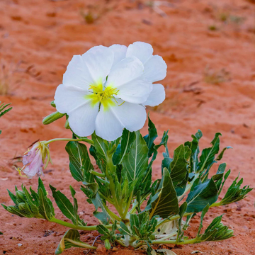 Primrose Seeds – Pale Evening