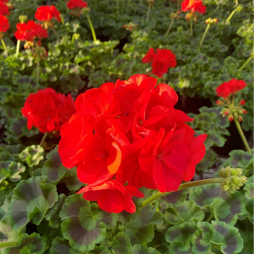 Geranium Seeds – Zonal