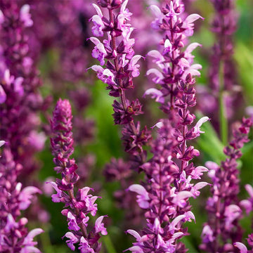 Salvia Seeds – Sylvestris ‘Rose Queen’