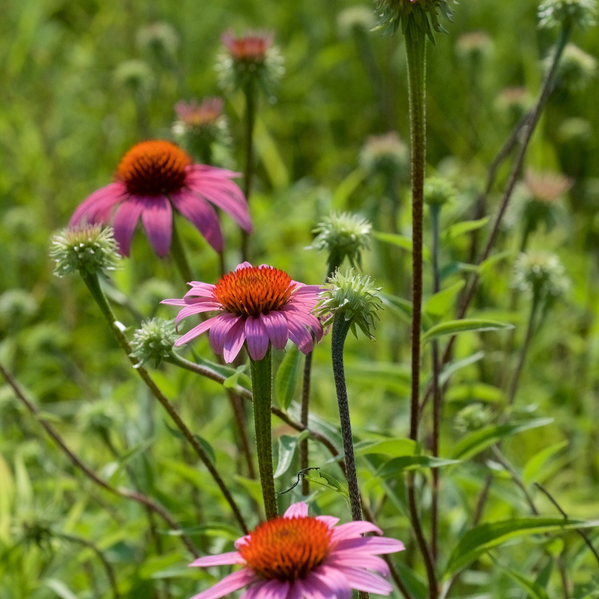 Echinacea Seeds – Purpurea