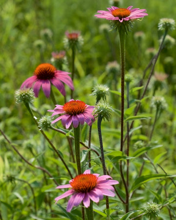 Echinacea Seeds – Purpurea