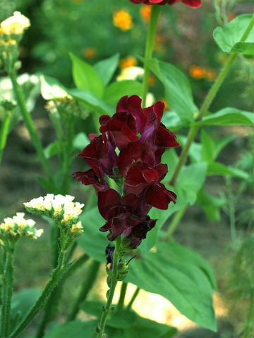 Snapdragon Seeds – Black Prince