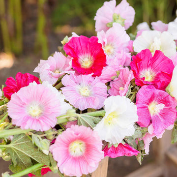 Hollyhock Seeds – Summer Carnival  Heirloom & GMO