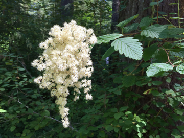 Holodiscus Discolor Seeds - Native Shrub